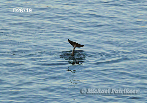 Common Bottlenose Dolphin (Tursiops truncatus)